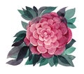 Watercolor hand-drawn pink flower with leaves peony camellia brush stroke isolated on white background creative clip art