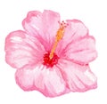 Watercolor hand drawn pink hibiscus flower isolated on white background. Tropical flora Royalty Free Stock Photo