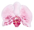 Watercolor hand drawn pink orchid botanical flower. isolated element on white background. For logo, beauty print Royalty Free Stock Photo