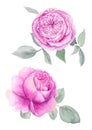 Watercolor hand drawn pink roses with leaves isolated on white background. Royalty Free Stock Photo