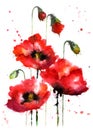 Watercolor hand-drawn poppy flowers