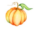 Watercolor pumpkin illustration isolated on the white background