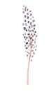 Watercolor hand drawn purple wild herb branch isolated on white Royalty Free Stock Photo