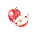 Watercolor hand drawn red apple. Isolated eco natural food fruit illustration on white background. Vector Royalty Free Stock Photo