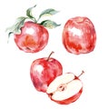 Watercolor hand drawn red apple. Isolated eco natural food fruit illustration on white background. Vector Royalty Free Stock Photo