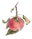 Red apple on branch with leaves. Autumn harvest. Watercolor illustration. Royalty Free Stock Photo
