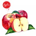 Watercolor hand drawn red apples. Isolated eco natural food fruit illustration on white background. Healthy food.