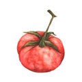 Watercolor hand drawn of Red tomato. Royalty Free Stock Photo