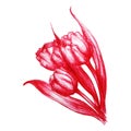 Watercolor hand drawn red tulips flower sketch isolated vector Royalty Free Stock Photo