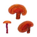 Watercolor hand drawn reishi mushroom set, isolated on white background