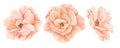 Watercolor hand drawn Roses in pastel pink-peach colors. Drawing of delicate Flowers on isolated background. Floral Royalty Free Stock Photo