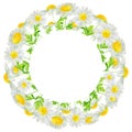 Watercolor hand drawn round frame with wild meadow flower chamomile wreath isolated on white background.