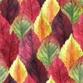 Watercolor hand drawn rows of lots of red, orange, burgundy, vinous, yellow, green multicolored autumn seasonal leaves