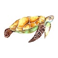 Watercolor hand drawn sea turtle isolated on a white background wallpaper. Cartoon animal vector illustration art Royalty Free Stock Photo