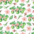 Watercolor hand drawn seamless pattern with branch of  apple flowers, leaves and green apples. beauttiful modern background with Royalty Free Stock Photo