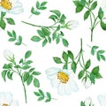 Watercolor hand drawn seamless pattern with floral wild rose flowers leaves branches. Green leaf greenery white blue