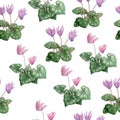 Watercolor hand drawn seamless pattern illustration of pink violet purple cyclamen wild flowers. Forest wood woodland Royalty Free Stock Photo