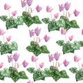 Watercolor hand drawn seamless pattern illustration of pink violet purple cyclamen wild flowers. Forest wood woodland Royalty Free Stock Photo