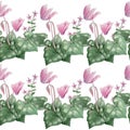 Watercolor hand drawn seamless pattern illustration of pink violet purple cyclamen wild flowers. Forest wood woodland Royalty Free Stock Photo