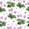 Watercolor hand drawn seamless pattern illustration of pink violet purple cyclamen wild flowers with polka dot. Forest Royalty Free Stock Photo