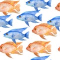 Watercolor hand drawn seamless pattern illustration of red texas and electric blue cichlid fresh water fish. Acquarium fish tank Royalty Free Stock Photo