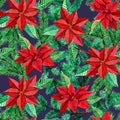 Seamless pattern with Poinsettia and fir tree on deep blue background Royalty Free Stock Photo