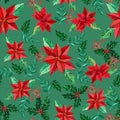 Seamless pattern with Poinsettia and holly plant on green background. Royalty Free Stock Photo