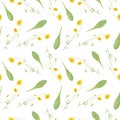 Watercolor hand drawn seamless pattern with wild meadow crepis flowers and green dandelion leaves isolated on white background. Royalty Free Stock Photo