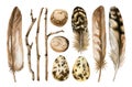 Watercolor hand drawn set of brown feathers, branches, pebble, egg isolated on white background Royalty Free Stock Photo