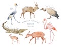 Watercolor hand drawn set. Colorful illustration of savannah african animals and birds isolated on white background Royalty Free Stock Photo