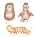 Watercolor hand drawn set forest of animal cliparts - bird, hedghog and caterpillar. woodland