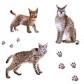 Watercolor hand-drawn set of forest lynxes isolated on a white background