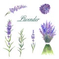 Watercolor hand-drawn set of lavender isolated on white background