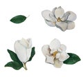 Watercolor hand drawn set of magnolias