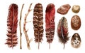 Watercolor hand drawn set of red and brown feathers, branches, pebble, egg isolated on white background Royalty Free Stock Photo