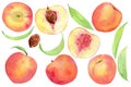 Watercolor hand drawn set with summer fruit peach whole and half with seed and leaves. Royalty Free Stock Photo