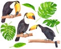 Watercolor hand drawn set with toucan, colorful tropical bird and monstera leaves Royalty Free Stock Photo