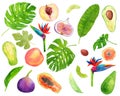 Watercolor hand drawn set with tropical plants, fruits and leaves Royalty Free Stock Photo