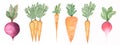 Watercolor hand drawn set of vegetables. Fresh Food illustration. Beetroot clipart, caroot, raddish clip art
