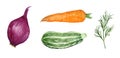 Watercolor hand drawn set of vegetables illustration. Orange carrot, red onion, dill herb, zucchini courgette squash