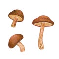 Watercolor hand drawn shiitake mushroom set, isolated on white background