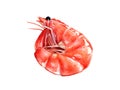 Watercolor hand drawn shrimp realistic illustration isolated on white. Royalty Free Stock Photo