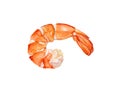 Watercolor hand drawn shrimp realistic illustration isolated on white. Royalty Free Stock Photo