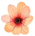 Watercolor hand drawn single orange flower gerbera isolated on white background Royalty Free Stock Photo