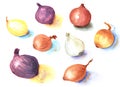 Watercolor hand drawn sketch illustration of kind of sorts onions on white background