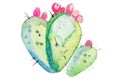 Watercolor Hand Drawn Spiky Cactus Bloom Flower.