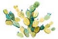 Watercolor hand drawn spiky cactus bloom flower Royalty Free Stock Photo