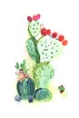 Watercolor hand drawn spiky cactus bloom flower Royalty Free Stock Photo