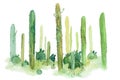 Watercolor hand drawn spiky cactus isolated on white