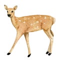 Watercolor hand drawn spotted deer isolated on white background Royalty Free Stock Photo